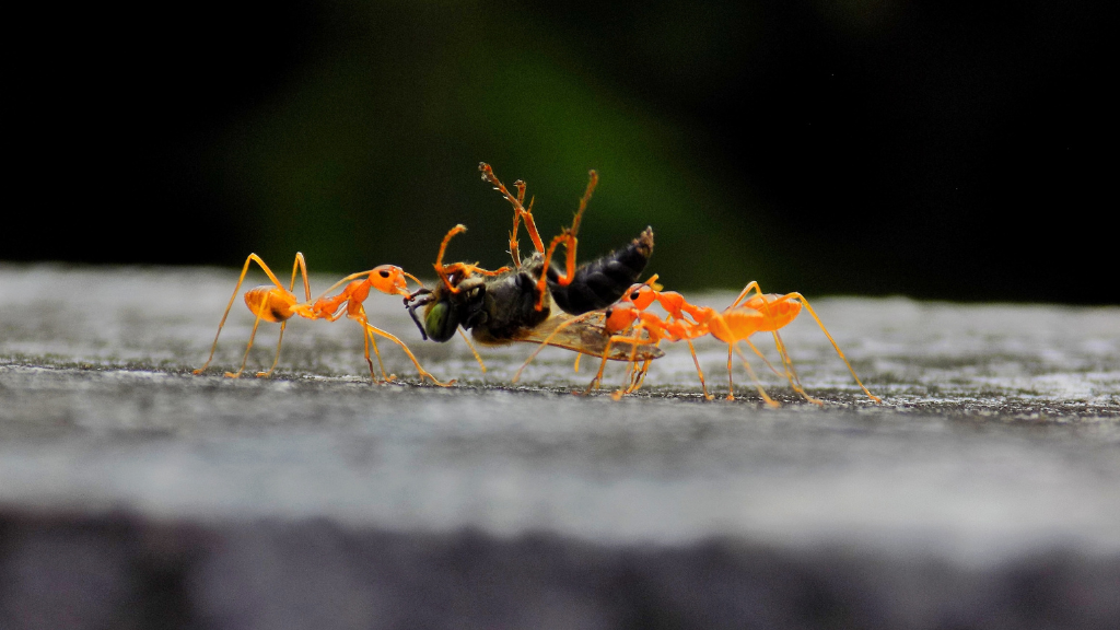 pest control Englewood, FL